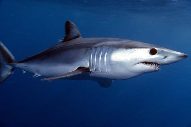 Mako shark